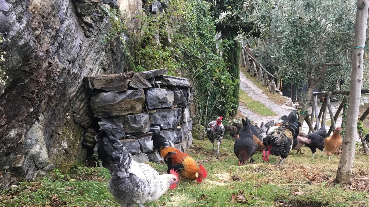 Casa Vacanza Castagna Nesso Esterno foto